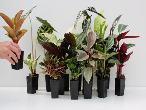 Plants On Rent Service