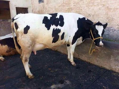 Black And White Holstein Friesian Cow With Pan India Transport And All Legal Documents Gender: Female