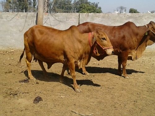 Brown Color High Milk Sahiwal Cow