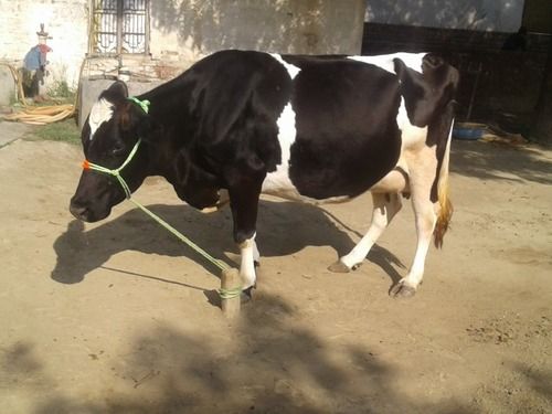 Healthy Holstein Friesian Cow, Vaccinated And Free From Any Diseases Gender: Female