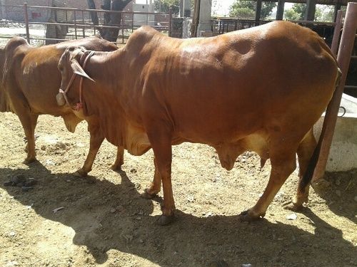 High Milk Sahiwal Cow