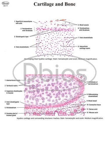 Histology Chart