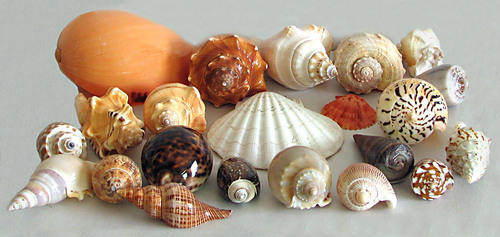 Sea Shells