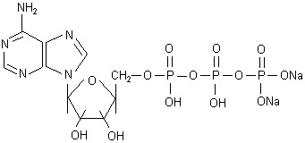 Deoxyribonucleic Acid