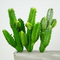 Succulents Cactus Simulation Plants