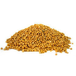 Yellow Mustard Seeds