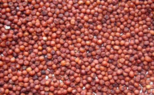 Best Quality Ragi