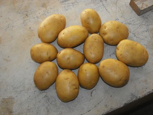 Fresh Potato