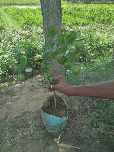 Hybrid Lemon Plant