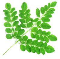 Moringa Oleifera Leaf Powder Gender: Male