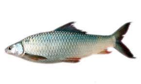 Mrigal Live Fish