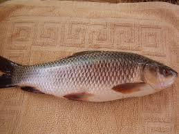 Rohu Live Fish