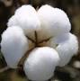 Raw Cotton Yes