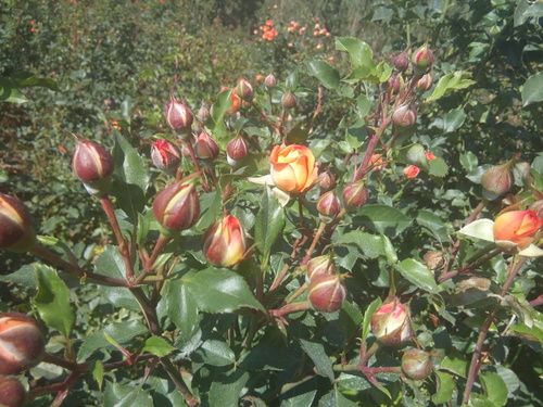 Rose Plants (VAR2018001)