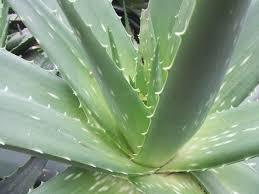 Aloe Vera Plants