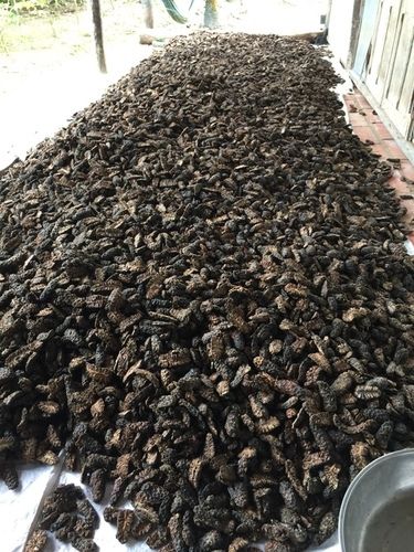 Dried Noni Fruit