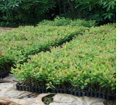 Eucalyptus 413 Clone Plants