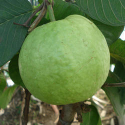 Guava Plant