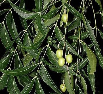 Neem Leaves Ingredients: Herbs