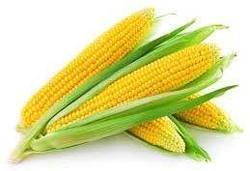 Yellow Maize