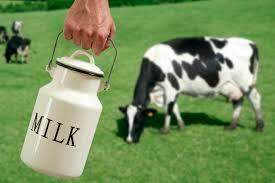 Fresh Cow Milk