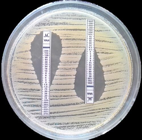 MIC Test Strip Microbiological Laboratory 631502 Testing Service