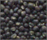 Black Lentil Pulses