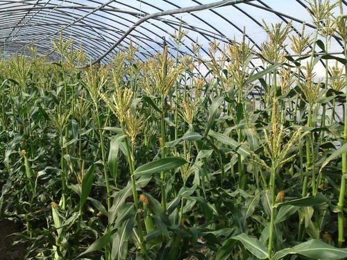 Corn Greenhouse