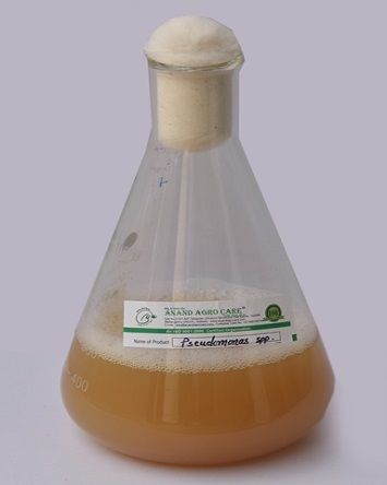 Pseudomonas Fluorescence