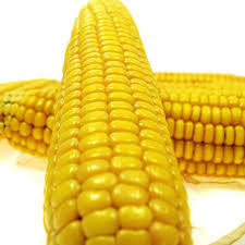 Yellow Maize