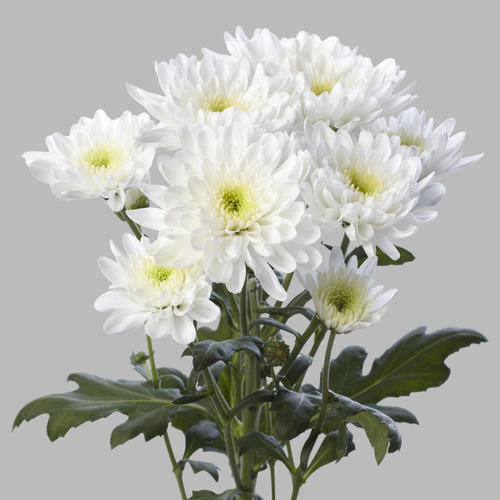 Chrysanthemum-arctic Queen Flower