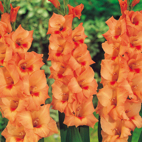 Gladiolus - Peter Pears Flower Plant