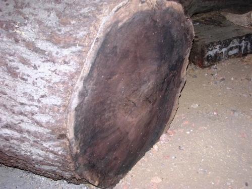 Walnut Burls Log