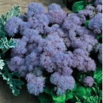 Ageratum Blue Mink Flower Seed