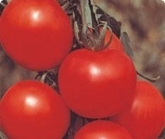 Himanchal Tomato Seeds