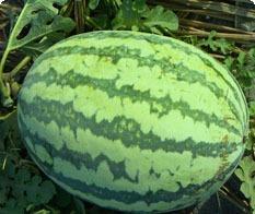 Watermelon Seeds