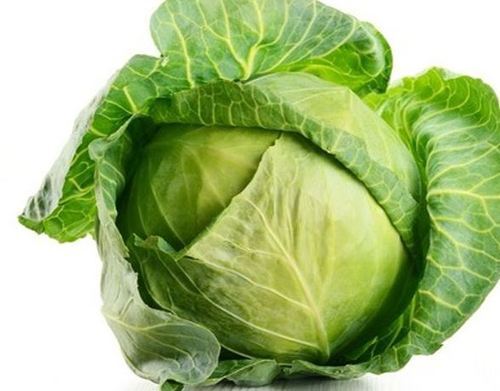 Fresh Cabbage