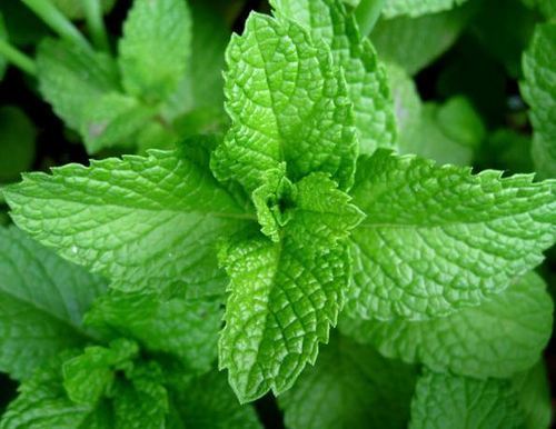 Fresh Mint Leaf