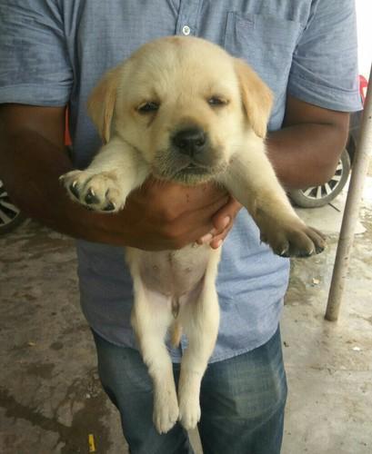 Labrador Pups