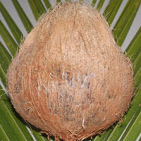 Pollachi Semi Husked Coconut