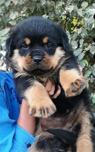 what is the price of rottweiler puppy in india