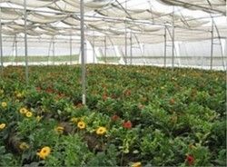Greenhouses Cover