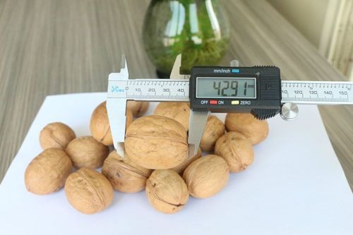 Walnut (Sinkiang Walnut)