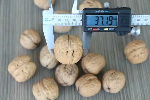 Walnut (Walnut Liaoxi) Broken (%): 5%