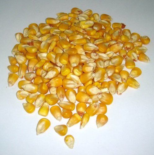 Maize