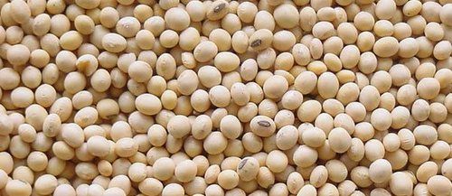 Soyabean Seeds