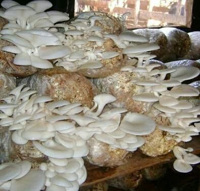 Oyster Dry Mushroom