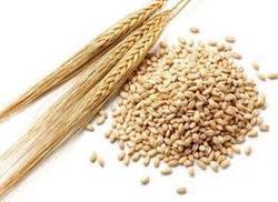 Quality Approved Barley
