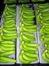 Cavendish Banana