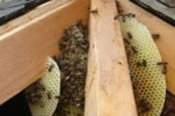 Honey Bees Control Services